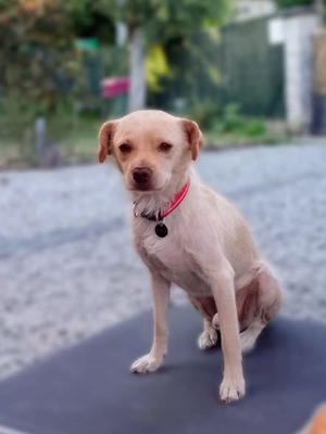 Adopter Elio