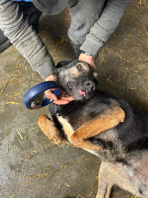 Adopter Elliot