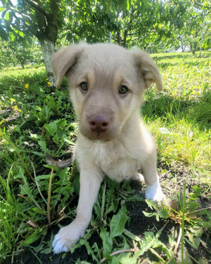 Adopter Elmo