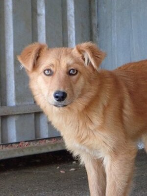 Adopter Elvane