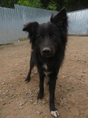 Adopter Eowyn