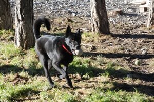 Adopter Ergot