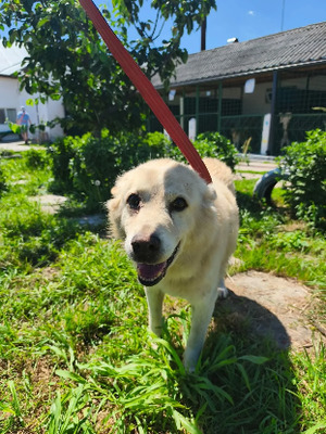 Adopter Ernest