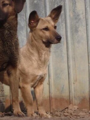 Adopter Ernestine