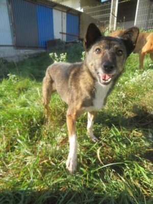 Adopter Erra