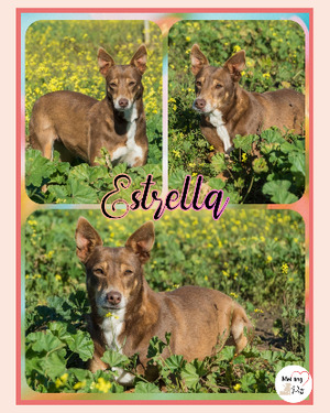 Adopter Estrella