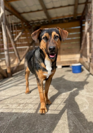 Adopter Falco