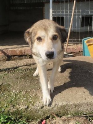 Adopter Fantine