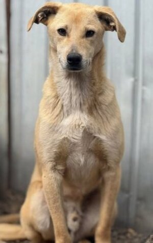 Adopter Félix