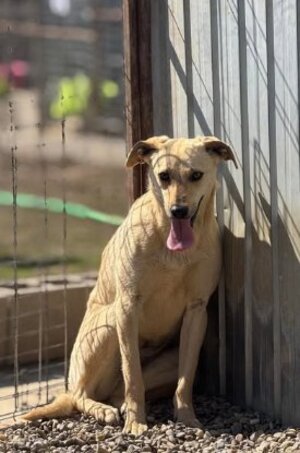 Adopter Fenta