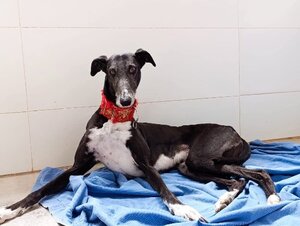 Adopter Ferit