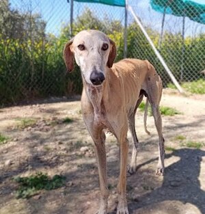 Adopter Fidi