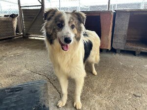 Adopter Fiene