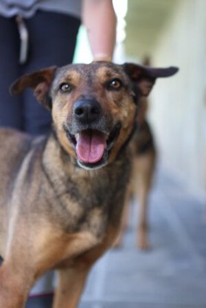 Adopter Fifi