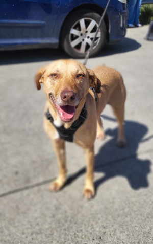Adopter Fifi