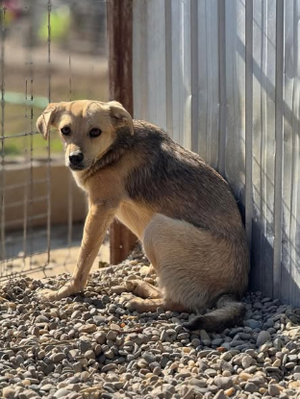 Adopter Fiica