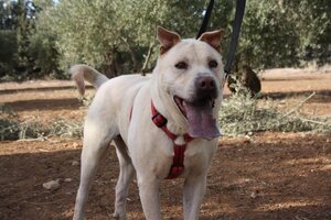 Adopter Fito