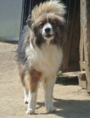 Adopter Flammeche