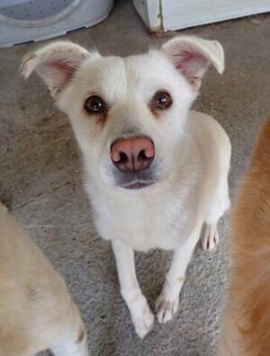 Adopter Fleur
