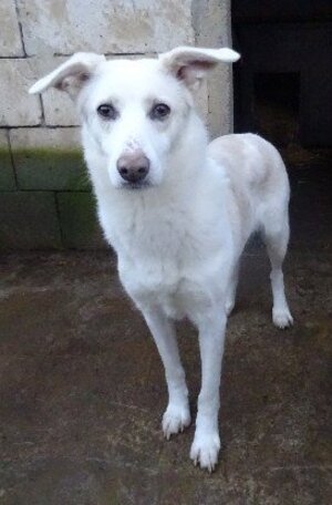 Adopter Floki