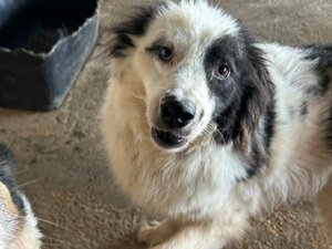 Adopter Floki