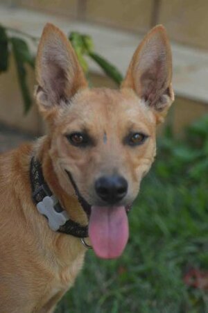 Adopter Fox