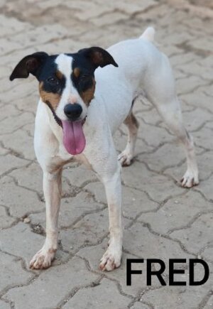 Adopter Fred
