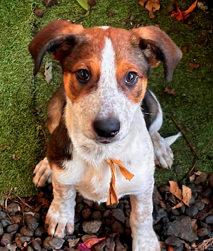 Adopter Fred