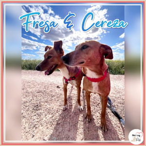 Adopter Fresa & cereza