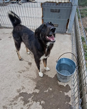 Adopter Frida en refuge en roumanie