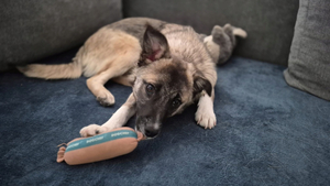 Adopter Frisco