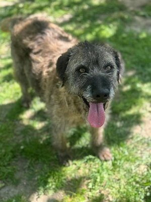 Adopter Frisette