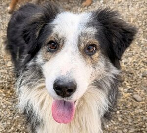 Adopter Fuego