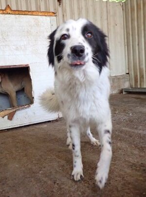 Adopter Funky