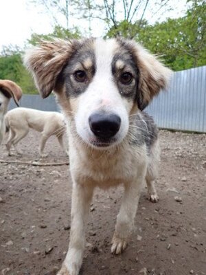 Adopter Gachette