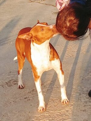 Adopter Gago