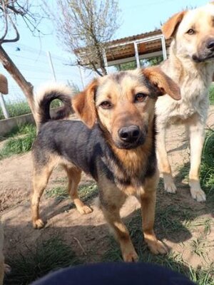 Adopter Gallagher