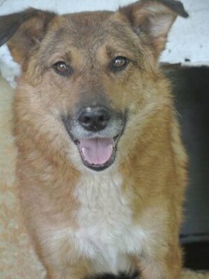 Adopter Gamin