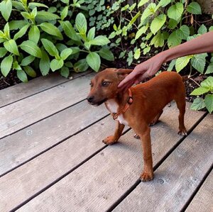 Adopter Garou