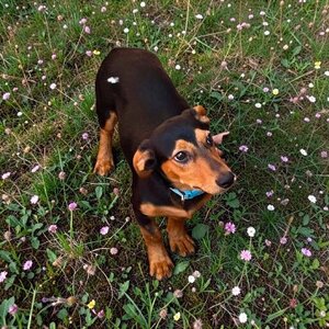 Adopter Gaston!