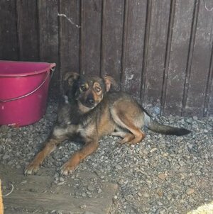 Adopter Gavroche