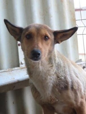Adopter Gazel