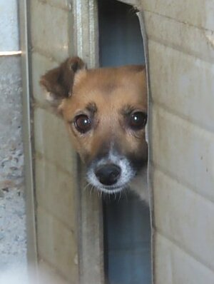 Adopter Geisha