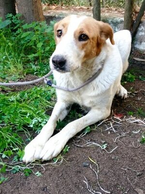 Adopter Gema