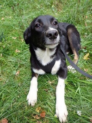 Adopter Gentiane