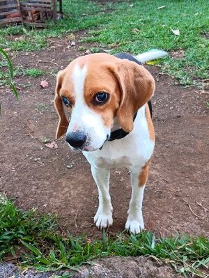Adopter George