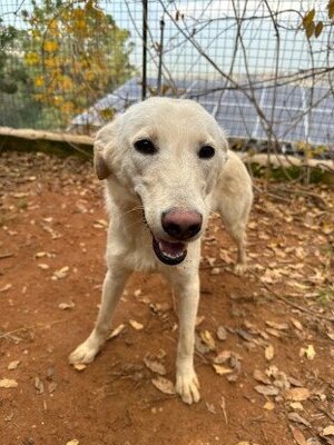 Adopter Glenda