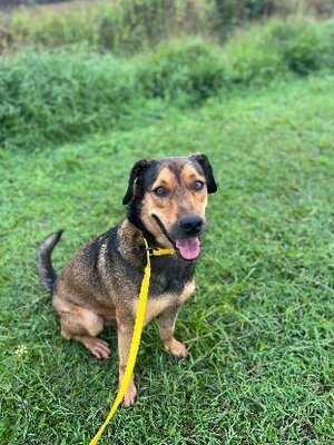 Adopter Gls