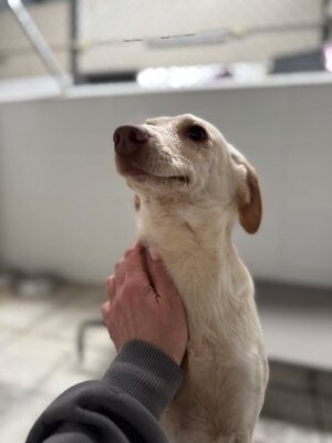 Adopter Godlokin