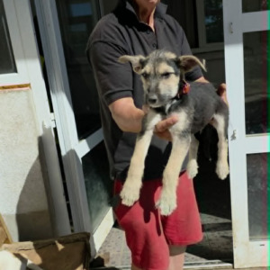 Adopter Goe